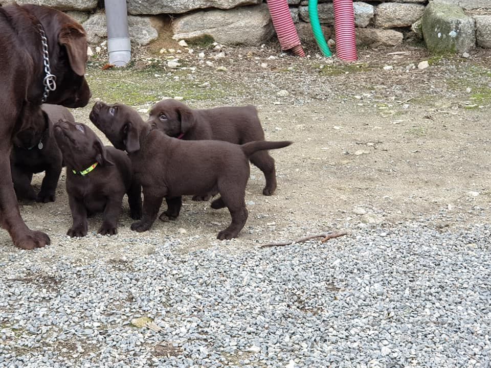 CH. Du Domaine Du Lac D'Argent Mon chien