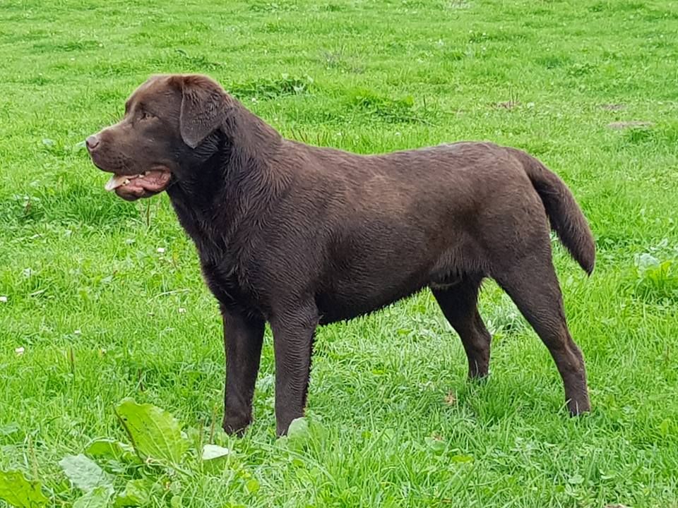 CH. Du Domaine Du Lac D'Argent Mon chien